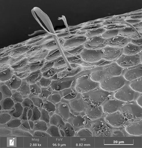 Strumigenys denticulata specimen ANTWEB1047248 image antweb1047248_4