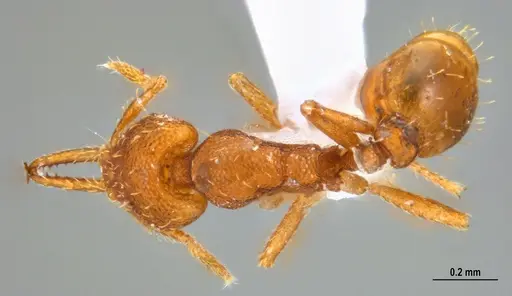 Strumigenys denticulata specimen ANTWEB1047842 image antweb1047842_1