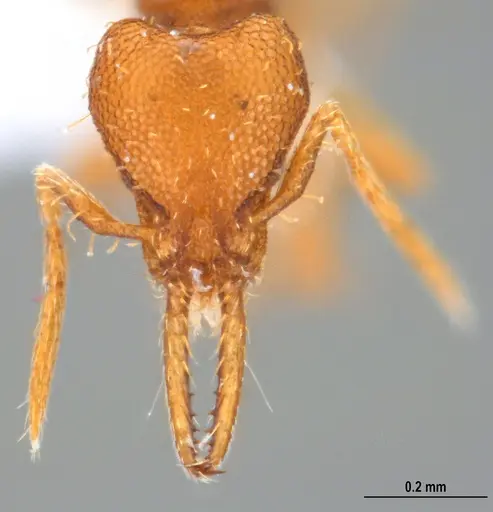 Strumigenys denticulata specimen ANTWEB1047842 image antweb1047842_2