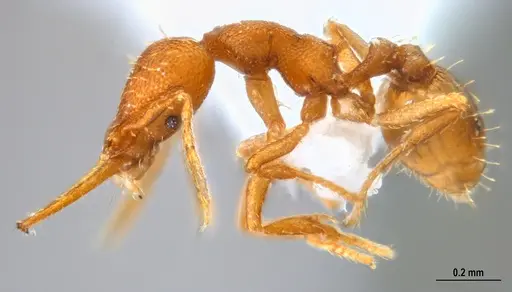 Strumigenys denticulata specimen ANTWEB1047842 image antweb1047842_3