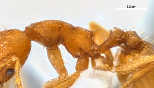 Strumigenys denticulata specimen ANTWEB1047842 image antweb1047842_4