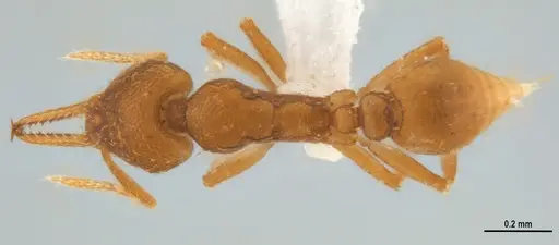 Strumigenys denticulata specimen ANTWEB1053240 image antweb1053240_1