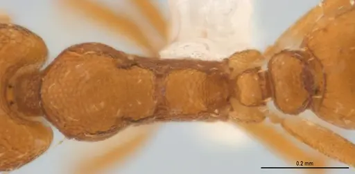Strumigenys denticulata specimen ANTWEB1053240 image antweb1053240_2
