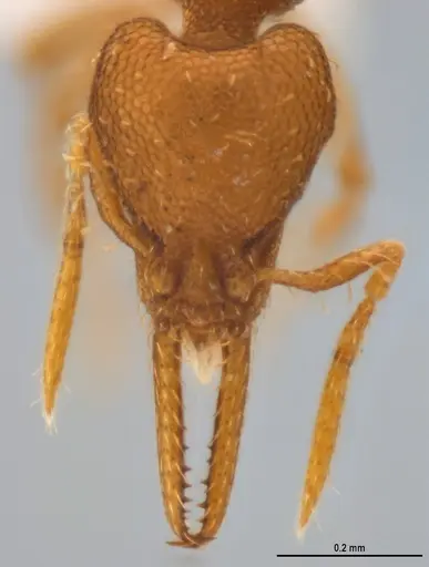 Strumigenys denticulata specimen ANTWEB1053240 image antweb1053240_3