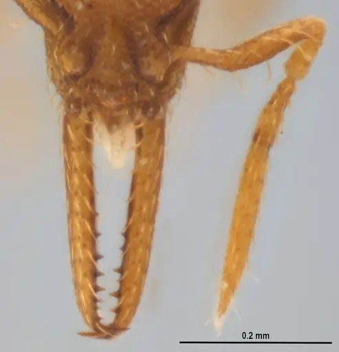 Strumigenys denticulata specimen ANTWEB1053240 image antweb1053240_4