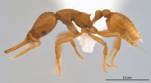 Strumigenys denticulata specimen ANTWEB1053240 image antweb1053240_5
