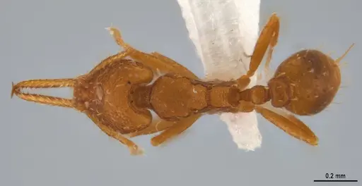 Strumigenys denticulata specimen ANTWEB1053241 image antweb1053241_1