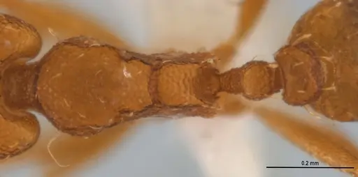 Strumigenys denticulata specimen ANTWEB1053241 image antweb1053241_2