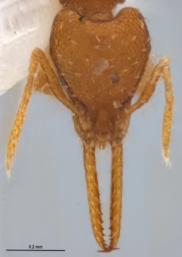 Strumigenys denticulata specimen ANTWEB1053241 image antweb1053241_3