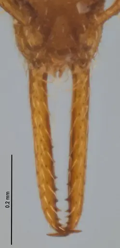 Strumigenys denticulata specimen ANTWEB1053241 image antweb1053241_4