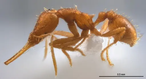 Strumigenys denticulata specimen ANTWEB1053241 image antweb1053241_5