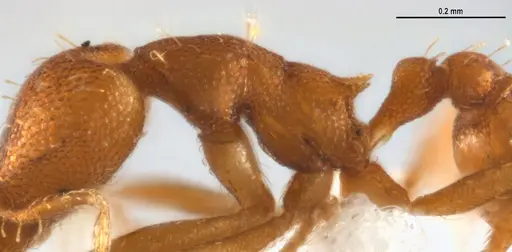 Strumigenys denticulata specimen ANTWEB1053241 image antweb1053241_6