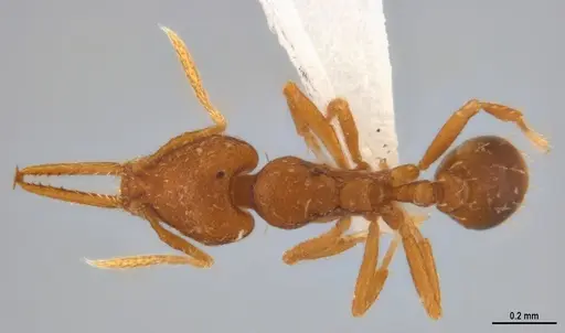 Strumigenys denticulata specimen ANTWEB1053277 image antweb1053277_1