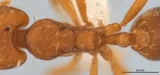 Strumigenys denticulata specimen ANTWEB1053277 image antweb1053277_2