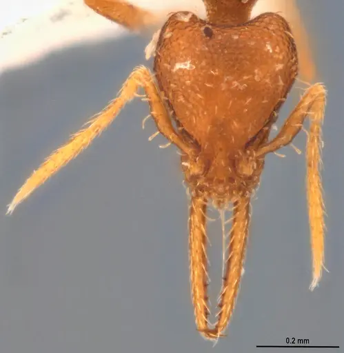 Strumigenys denticulata specimen ANTWEB1053277 image antweb1053277_3