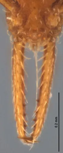 Strumigenys denticulata specimen ANTWEB1053277 image antweb1053277_4