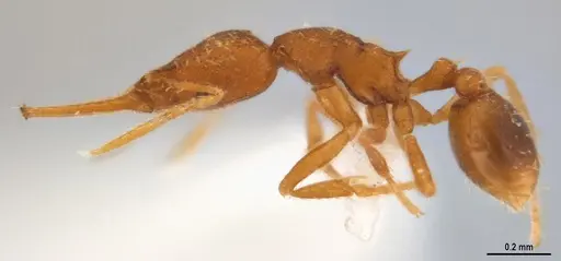 Strumigenys denticulata specimen ANTWEB1053277 image antweb1053277_5