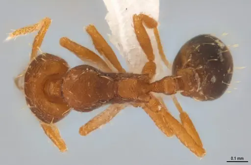 Strumigenys denticulata specimen ANTWEB1053278 image antweb1053278_1