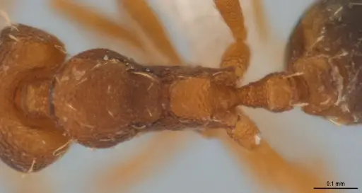 Strumigenys denticulata specimen ANTWEB1053278 image antweb1053278_2