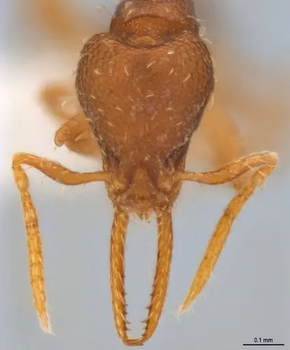 Strumigenys denticulata specimen ANTWEB1053278 image antweb1053278_3