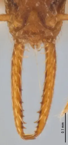 Strumigenys denticulata specimen ANTWEB1053278 image antweb1053278_4