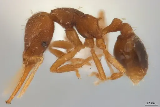 Strumigenys denticulata specimen ANTWEB1053278 image antweb1053278_5