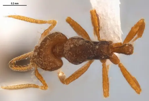 Strumigenys denticulata specimen ANTWEB1053280 image antweb1053280_1