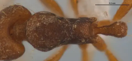 Strumigenys denticulata specimen ANTWEB1053280 image antweb1053280_2