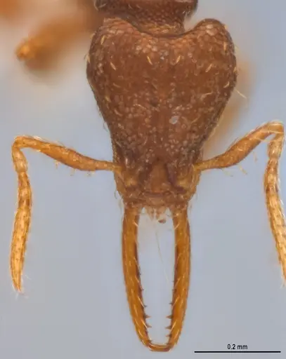 Strumigenys denticulata specimen ANTWEB1053280 image antweb1053280_3