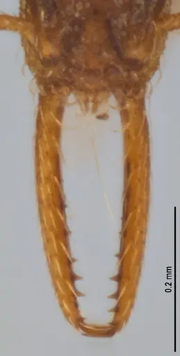 Strumigenys denticulata specimen ANTWEB1053280 image antweb1053280_4