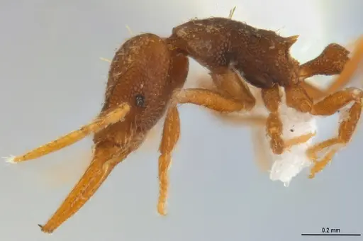 Strumigenys denticulata specimen ANTWEB1053280 image antweb1053280_5