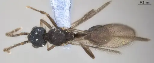 Strumigenys denticulata specimen ANTWEB1053517 image antweb1053517_1