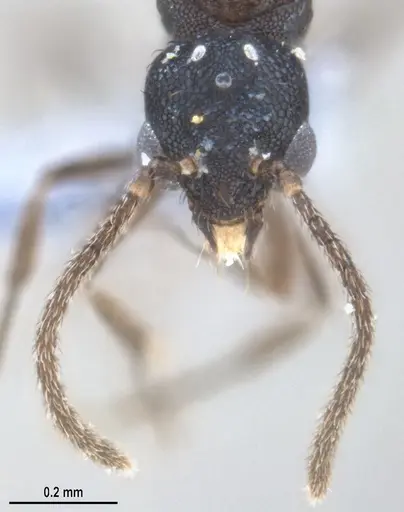 Strumigenys denticulata specimen ANTWEB1053517 image antweb1053517_3