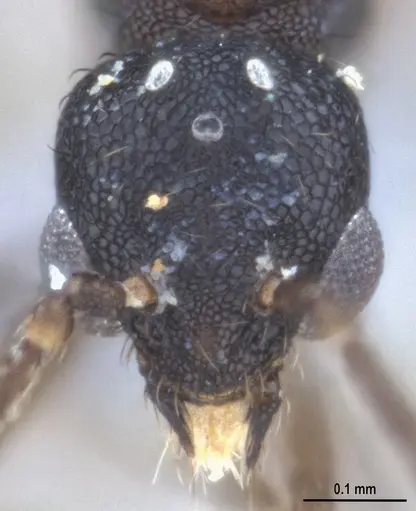 Strumigenys denticulata specimen ANTWEB1053517 image antweb1053517_4