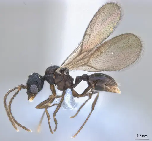Strumigenys denticulata specimen ANTWEB1053517 image antweb1053517_5