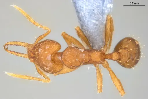 Strumigenys denticulata specimen ANTWEB1053518 image antweb1053518_1
