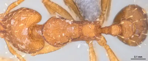 Strumigenys denticulata specimen ANTWEB1053518 image antweb1053518_2