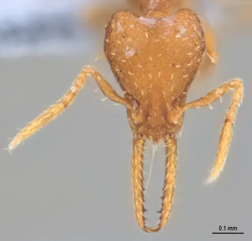 Strumigenys denticulata specimen ANTWEB1053518 image antweb1053518_3