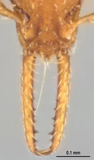 Strumigenys denticulata specimen ANTWEB1053518 image antweb1053518_4