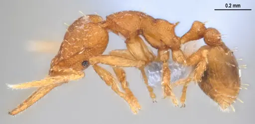 Strumigenys denticulata specimen ANTWEB1053518 image antweb1053518_5