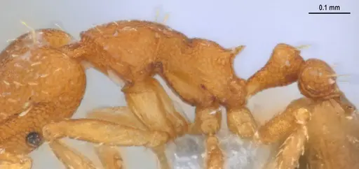 Strumigenys denticulata specimen ANTWEB1053518 image antweb1053518_6