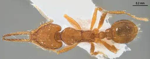 Strumigenys denticulata specimen ANTWEB1053519 image antweb1053519_1