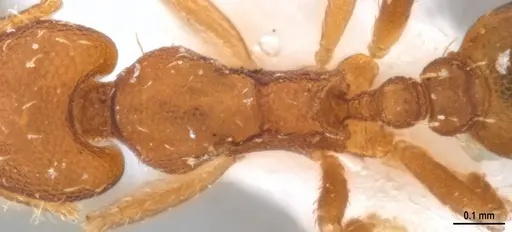 Strumigenys denticulata specimen ANTWEB1053519 image antweb1053519_2