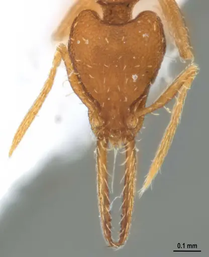 Strumigenys denticulata specimen ANTWEB1053519 image antweb1053519_3