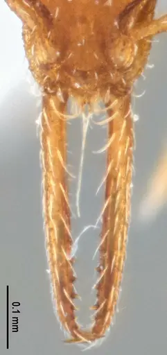 Strumigenys denticulata specimen ANTWEB1053519 image antweb1053519_4