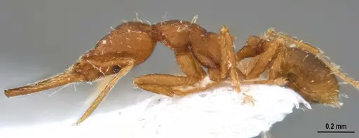 Strumigenys denticulata specimen ANTWEB1053519 image antweb1053519_5