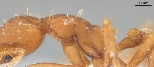 Strumigenys denticulata specimen ANTWEB1053519 image antweb1053519_6