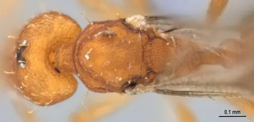 Strumigenys denticulata specimen ANTWEB1053915 image antweb1053915_1