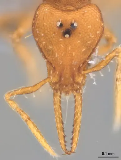 Strumigenys denticulata specimen ANTWEB1053915 image antweb1053915_2