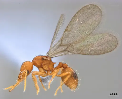 Strumigenys denticulata specimen ANTWEB1053915 image antweb1053915_3
